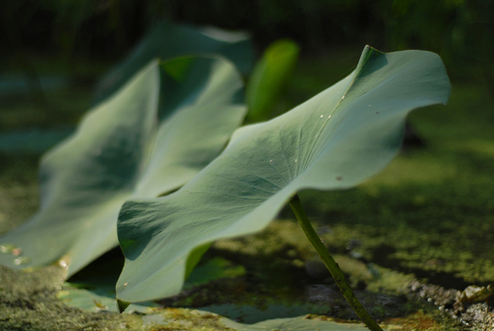 DWC_0021